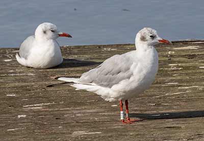 Black-headed Gull (Chroicocephalus ridibundus) [Dragør, Denmark]
