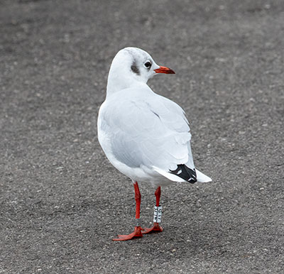 Black-headed Gull (Chroicocephalus ridibundus) [Dragør, Denmark]