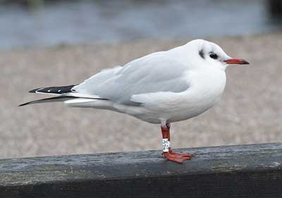 Black-headed Gull (Chroicocephalus ridibundus) [Dragør, Denmark]