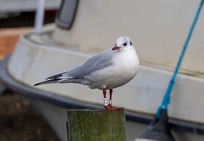 Black-headed Gull (Chroicocephalus ridibundus) [Dragør, Denmark]