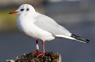 Black-headed Gull (Chroicocephalus ridibundus) [Dragør, Denmark]