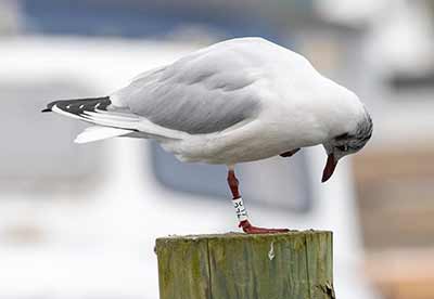 Black-headed Gull (Chroicocephalus ridibundus) [Dragør, Denmark]