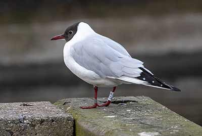 Black-headed Gull (Chroicocephalus ridibundus) [Dragør, Denmark]