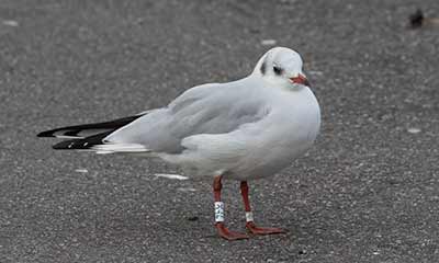 Black-headed Gull (Chroicocephalus ridibundus) [Dragør, Denmark]