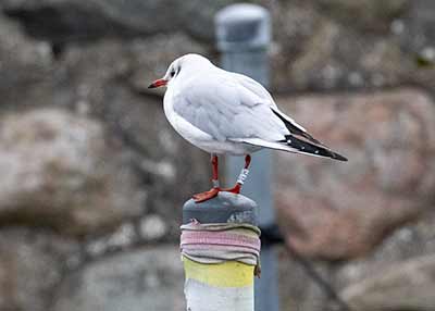 Black-headed Gull (Chroicocephalus ridibundus) [Dragør, Denmark]