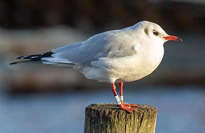 Black-headed Gull (Chroicocephalus ridibundus) [Dragør, Denmark]