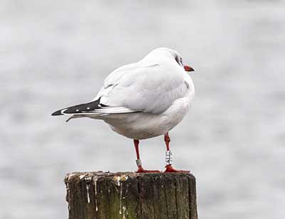 Black-headed Gull (Chroicocephalus ridibundus) [Dragør, Denmark]