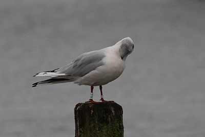Black-headed Gull (Chroicocephalus ridibundus) [Dragør, Denmark]