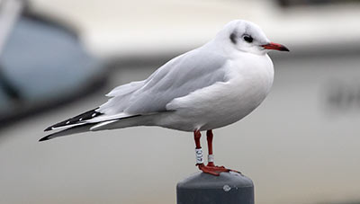 Black-headed Gull (Chroicocephalus ridibundus) [Dragør, Denmark]