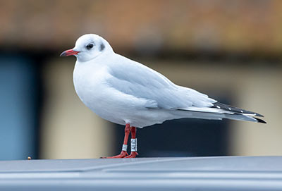 Black-headed Gull (Chroicocephalus ridibundus) [Dragør, Denmark]