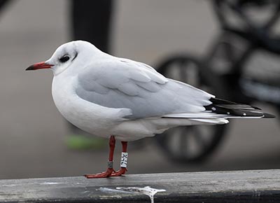 Black-headed Gull (Chroicocephalus ridibundus) [Dragør, Denmark]