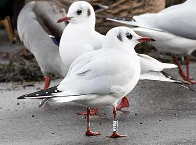 Black-headed Gull (Chroicocephalus ridibundus) [Dragør, Denmark]
