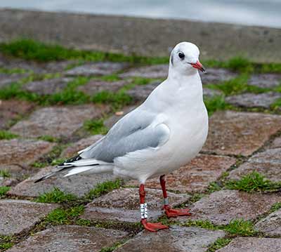 Black-headed Gull (Chroicocephalus ridibundus) [Dragør, Denmark]