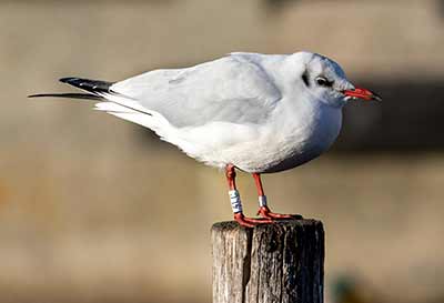 Black-headed Gull (Chroicocephalus ridibundus) [Dragør, Denmark]