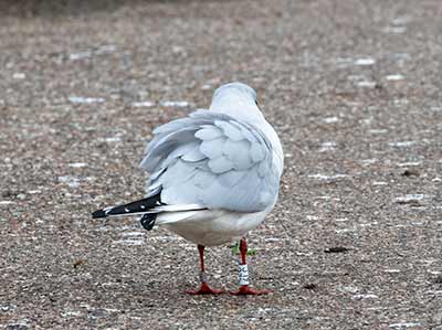 Black-headed Gull (Chroicocephalus ridibundus) [Dragør, Denmark]