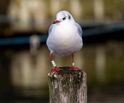Black-headed Gull (Chroicocephalus ridibundus) [Dragør, Denmark]