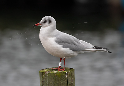 Black-headed Gull (Chroicocephalus ridibundus) [Dragør, Denmark]