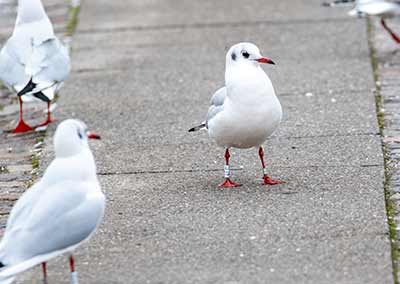 Black-headed Gull (Chroicocephalus ridibundus) [Dragør, Denmark]