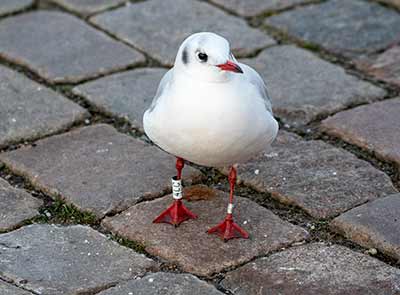 Black-headed Gull (Chroicocephalus ridibundus) [Dragør, Denmark]