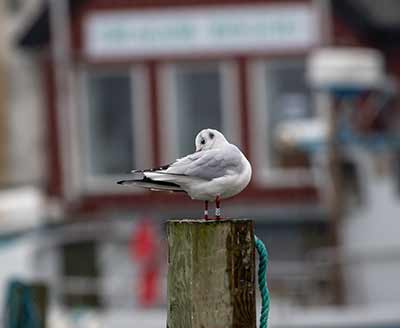 Black-headed Gull (Chroicocephalus ridibundus) [Dragør, Denmark]