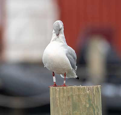 Black-headed Gull (Chroicocephalus ridibundus) [Dragør, Denmark]
