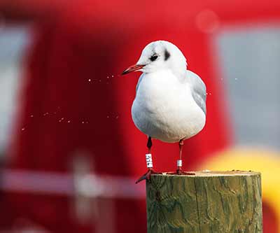 Black-headed Gull (Chroicocephalus ridibundus) [Dragør, Denmark]