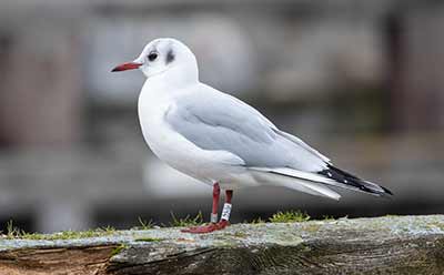 Black-headed Gull (Chroicocephalus ridibundus) [Dragør, Denmark]