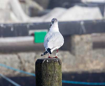 Black-headed Gull (Chroicocephalus ridibundus) [Dragør, Denmark]