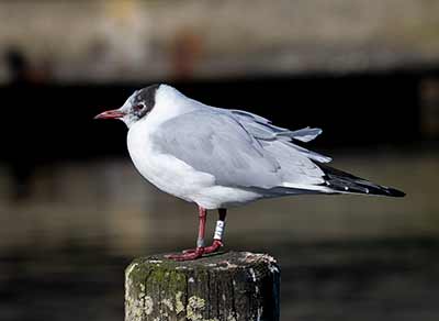 Black-headed Gull (Chroicocephalus ridibundus) [Dragør, Denmark]