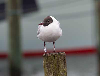 Black-headed Gull (Chroicocephalus ridibundus) [Dragør, Denmark]