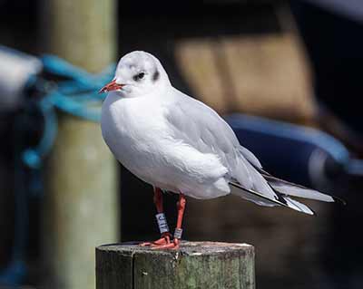Black-headed Gull (Chroicocephalus ridibundus) [Dragør, Denmark]