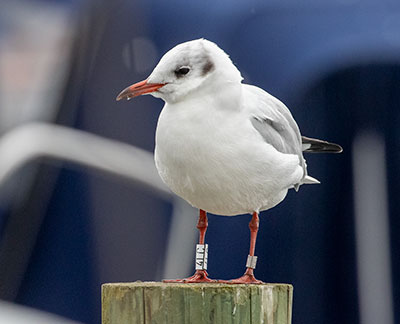 Black-headed Gull (Chroicocephalus ridibundus) [Dragør, Denmark]