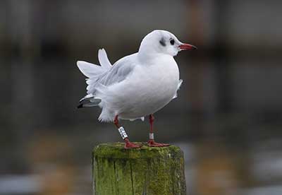 Black-headed Gull (Chroicocephalus ridibundus) [Dragør, Denmark]