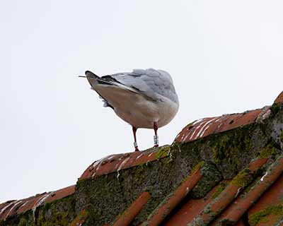 Black-headed Gull (Chroicocephalus ridibundus) [Dragør, Denmark]