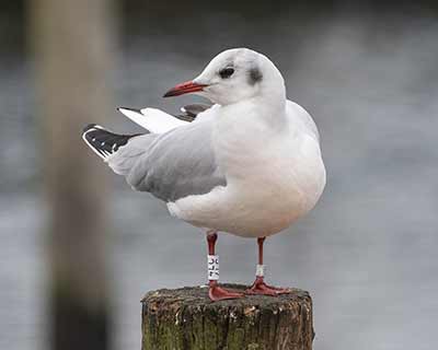 Black-headed Gull (Chroicocephalus ridibundus) [Dragør, Denmark]