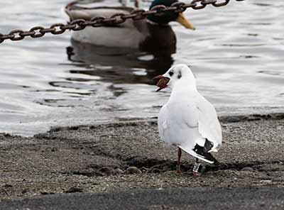 Black-headed Gull (Chroicocephalus ridibundus) [Dragør, Denmark]