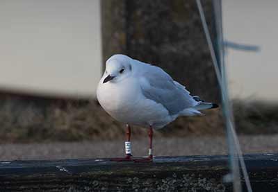 Black-headed Gull (Chroicocephalus ridibundus) [Dragør, Denmark]