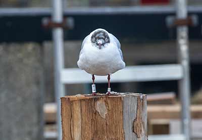Black-headed Gull (Chroicocephalus ridibundus) [Dragør, Denmark]