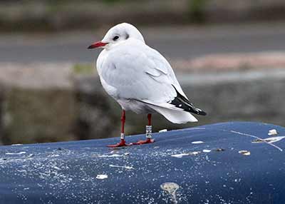 Black-headed Gull (Chroicocephalus ridibundus) [Dragør, Denmark]