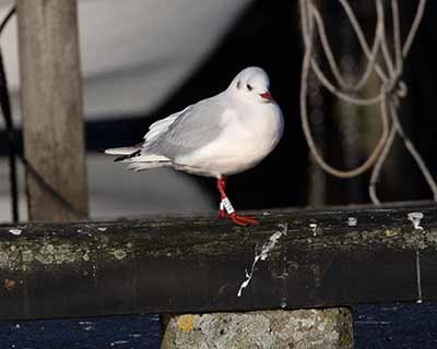 Black-headed Gull (Chroicocephalus ridibundus) [Dragør, Denmark]
