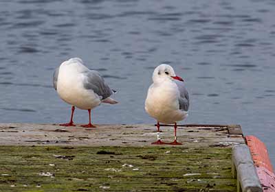 Black-headed Gull (Chroicocephalus ridibundus) [Dragør, Denmark]