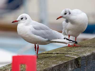 Black-headed Gull (Chroicocephalus ridibundus) [Dragør, Denmark]