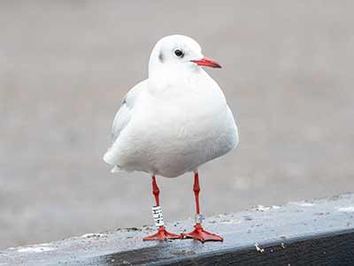 Black-headed Gull (Chroicocephalus ridibundus) [Dragør, Denmark]
