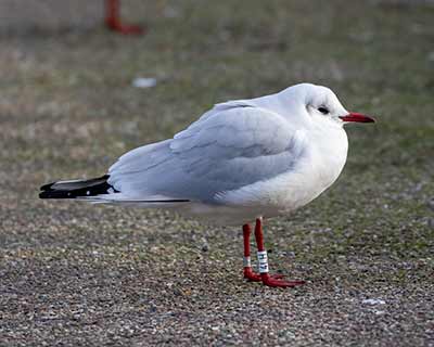 Black-headed Gull (Chroicocephalus ridibundus) [Dragør, Denmark]