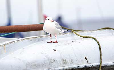 Black-headed Gull (Chroicocephalus ridibundus) [Dragør, Denmark]