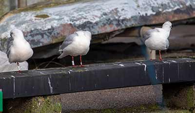 Black-headed Gull (Chroicocephalus ridibundus) [Dragør, Denmark]