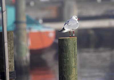 Black-headed Gull (Chroicocephalus ridibundus) [Dragør, Denmark]