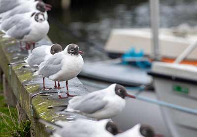 Black-headed Gull (Chroicocephalus ridibundus) [Dragør, Denmark]
