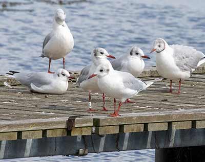 Black-headed Gull (Chroicocephalus ridibundus) [Dragør, Denmark]