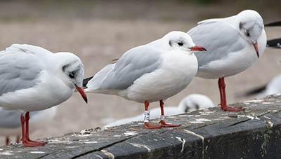 Black-headed Gull (Chroicocephalus ridibundus) [Dragør, Denmark]